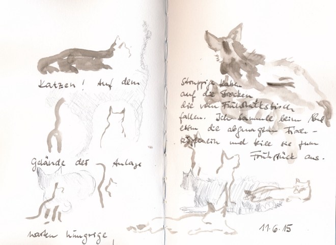In denersten Tages unseres Aufenthaltes waren die Katzen noch struppig und mager. 