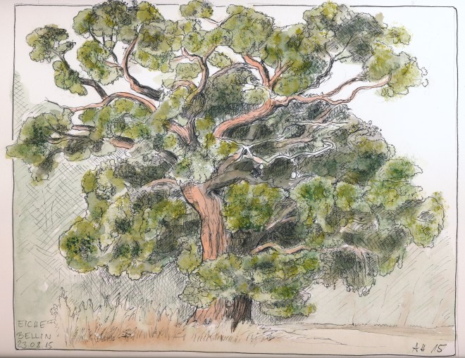 Eiche. PITT-Pen und Wasserfarbe auf Arches HP 300g. 